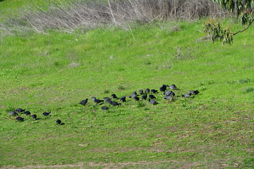 American Coot Juvenile