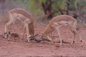 Impala ram figting during root, male impala fight for territory duel