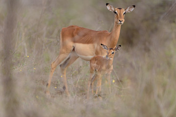 Impala baby, impala calf in the wilderness with impala mom gazelle antelope