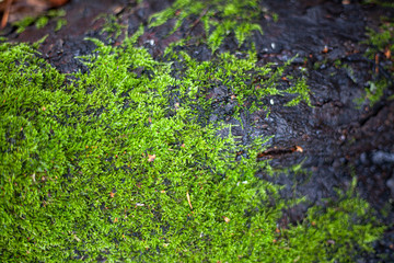 Moss on the tree. Texture of moss on a tree bark in a forest. Natural green background. Macro shot of a plant surface. Beauty of nature.