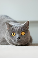 British shorthair cat lying on the beige floor and looking into your eyes, banner copy-space