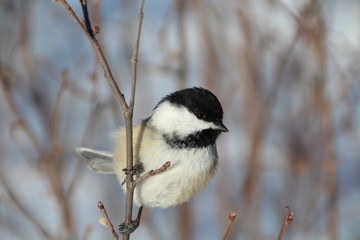 Naklejka premium Eyes Of The Chickadee, Whitemud Park, Edmonton, Alberta