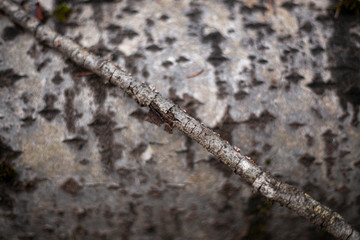 Wood texture. Natural background. Natural shades. Close-up shot of a tree.
