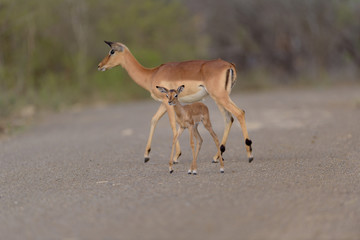 Impala baby, impala calf in the wilderness with impala mom gazelle antelope