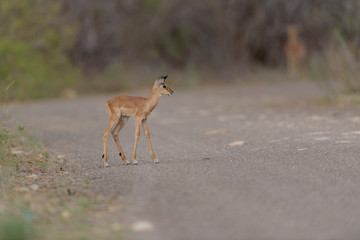 Impala baby, impala calf in the wilderness with impala mom gazelle antelope