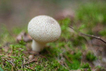 Mushroom background. Mushroom in the forest. A natural shot of mushrooms.