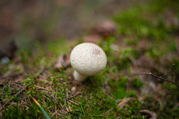 Mushroom background. Mushroom in the forest. A natural shot of mushrooms.