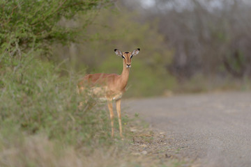 Obraz premium Impala deer in the wilderness of Africa