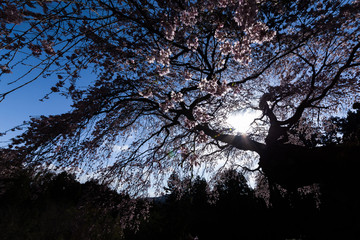 麗らかな春の日差しと桜の木