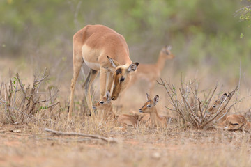 Impala baby, impala calf in the wilderness with impala mom gazelle antelope