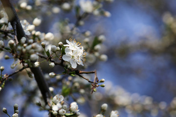 Blooming cherry blossom. Beautiful sunny garden with cherry trees. Spring flowers in bloom. Selective focus. Copy space.
