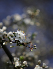 Blooming cherry blossom. Selective focus. Vertical orientation.