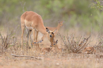 Impala baby, impala calf in the wilderness with impala mom gazelle antelope
