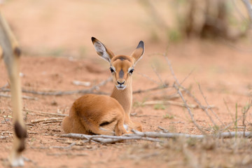 Impala baby, impala calf in the wilderness with impala mom gazelle antelope