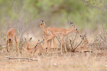 Impala baby, impala calf in the wilderness with impala mom gazelle antelope