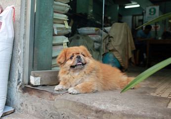 Pekingese lying on the floor in front of the store