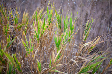 Fototapeta premium Background of plants in the field. Beautiful herbs in the field. Texture of winding field plants.