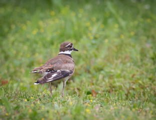 Veery - Catharus fuscescens - Walking In The Green Grass
