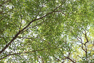 Bottom view to the tree top in jungle forest.