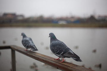 A pigeon sits on the railing in a city park. Pigeon on the pond waiting for bread. Bird getting ready for flight. Close-up shot of two winged animal.