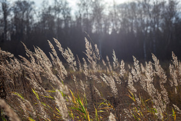 Dry herbs in the fall. Natural background of calm shades of dried plants. Calm landscape in the field. Weed in the wild.