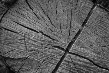 Transversal Cut Tree Trunk Closeup