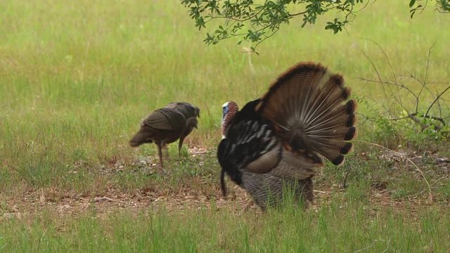 Wild turkey gobbler gobbles and displays for hens