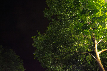 Light Day in Night Green