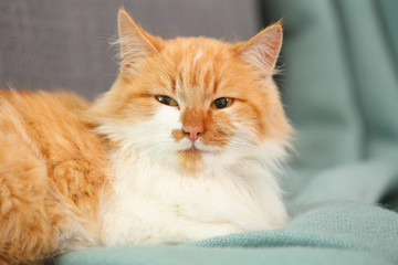 Cute fluffy cat lying on sofa at home