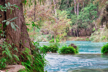 Fototapeta premium tree on the shore of the turquoise river,beautiful small waterfalls, Waterfall hidden in the (EL SALTO-EL MECO) san luis potosi Mexico