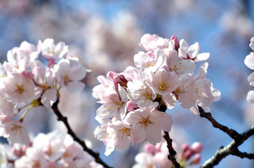 日本の春の花、桜の花のクローズアップ