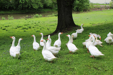 Flock of white domestic geese at South Island Park in Wilmington, Illinois at the Kankakee River Millrace