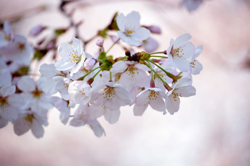 日本の春の花、桜の花のクローズアップ