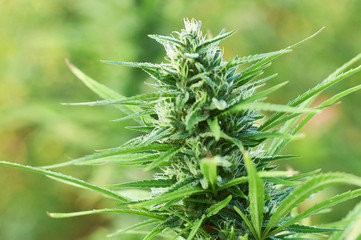 Blooming Marijuana plant with early white Flowers, cannabis sativa leaves, marihuana