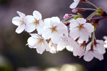 日本の春の花、桜の花のクローズアップ