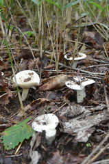 森の中に生えたキノコ