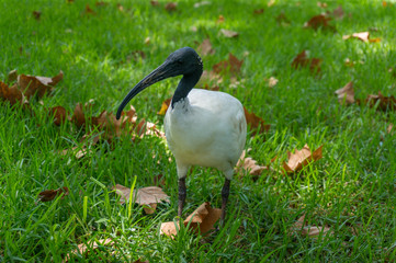 Ibis bird with white plumage and long downcurved bill. Australian white ibis