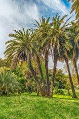 Scenic palm trees inside a public garden in Rome, Italy