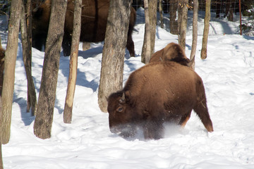 A bison in the woods