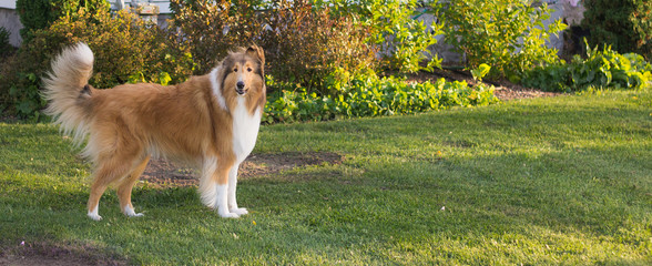 cute dog looking at camera in grassy field
