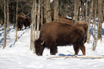 A bison in the woods