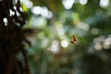spider on a web catches a fly and wraps