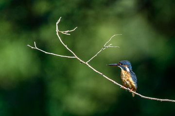 Kingfisher on a branch