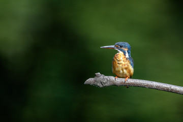 Kingfisher on a branch close up portrait