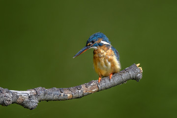 Kingfisher on a branch close up portrait