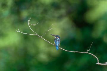 Kingfisher on a branch