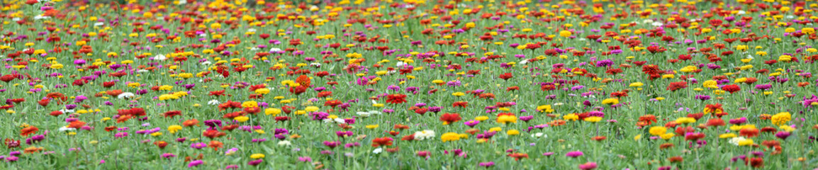 multi color summer flower field