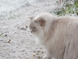 Pet cat exploring in the snow