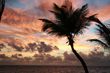 Palm Tree during Sunset