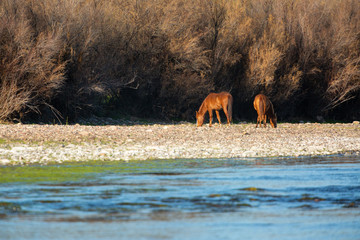 Wild Horses